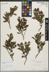 Foto von Salix myrsinifolia Salisb. x Salix phylicifolia L.